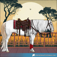 Horse Color:Buckskin Sabino Appaloosa Rabicano