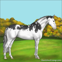 Horse Color:White Spotted Black Splash Rabicano