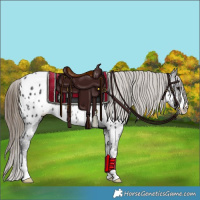 Horse Color:Smoky Black Appaloosa Rabicano 