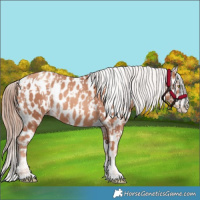 Horse Color:Gold Champagne Appaloosa  and Gold Champagne Splash Appaloosa 