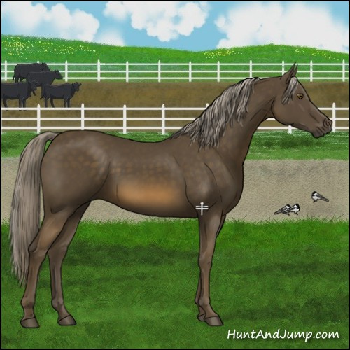 Horse Color:Chocolate Palomino 