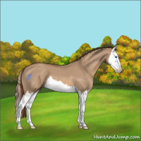 Horse Color:Red Dun Splash 