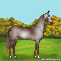Horse Color:Gray Chestnut 