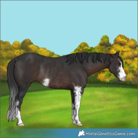 Horse Color:Brown Sabino Rabicano 