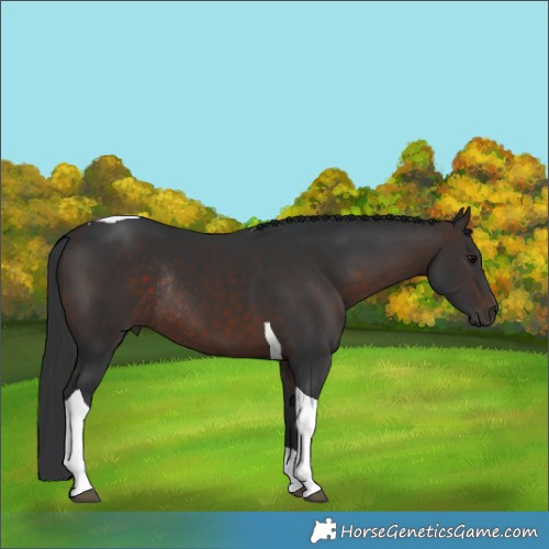Horse Color:Brown Tobiano Rabicano 