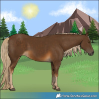 Horse Color:Chocolate Palomino 