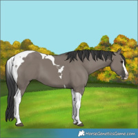 Horse Color:Grullo Splash Tobiano 