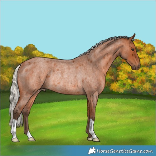 Horse Color:Silver Bay Roan Rabicano 