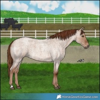 Horse Color:Red Dun Roan 