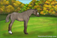 Horse Color:Chocolate Palomino Roan 