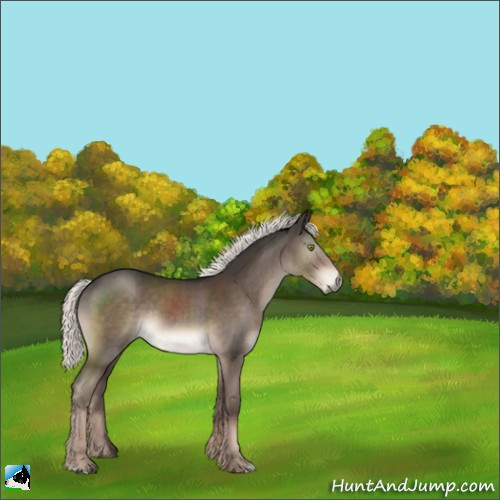 Horse Color:Liver Chestnut Mushroom Rabicano 