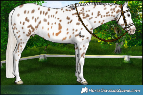 Horse Color:Chocolate Palomino Appaloosa