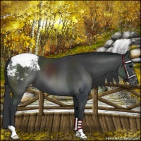 Horse Color:Black Appaloosa