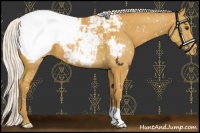 Horse Color:Silver Buckskin Appaloosa 