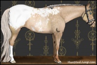 Horse Color:Silver Buckskin Pearl Snowcap Rabicano 