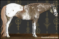 Horse Color:White Spotted Chocolate Palomino Snowcap 