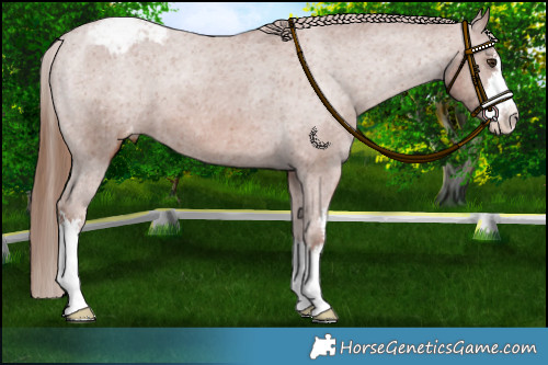 Horse Color:White Spotted Chestnut Appaloosa