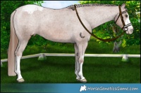 Horse Color:White Spotted Chestnut Varnish 