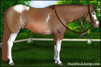 Horse Color:White Spotted Chestnut Appaloosa