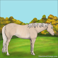 Horse Color:Cremello Rabicano
