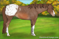 Horse Color:Chestnut Appaloosa 