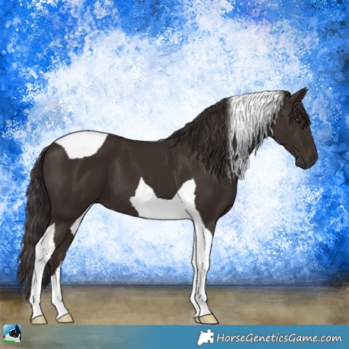 Horse Color:Liver Chestnut Tobiano 