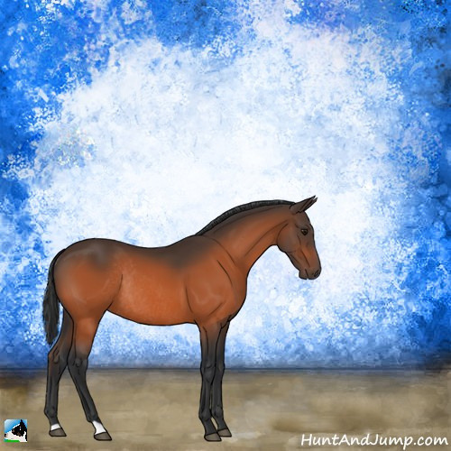 Horse Color:Bay Rabicano 