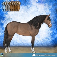 Horse Color:Bay Dun 