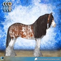 Horse Color:Brown Sabino Splash 