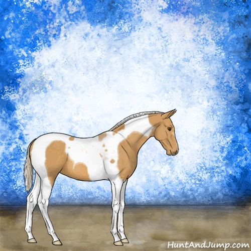 Horse Color:Palomino Tobiano 