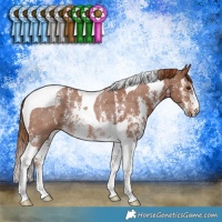 Horse Color:Chestnut Sabino Tobiano