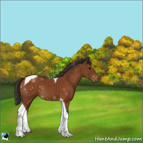 Horse Color:Buckskin Tobiano Rabicano 