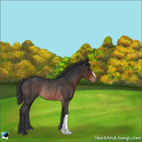 Horse Color:Brown Mushroom Rabicano 