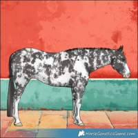 Horse Color:White Spotted Liver Chestnut Sabino Appaloosa 