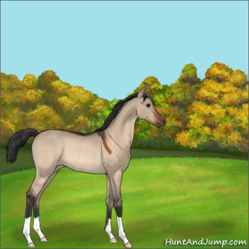 Horse Color:Bay Dun Rabicano 