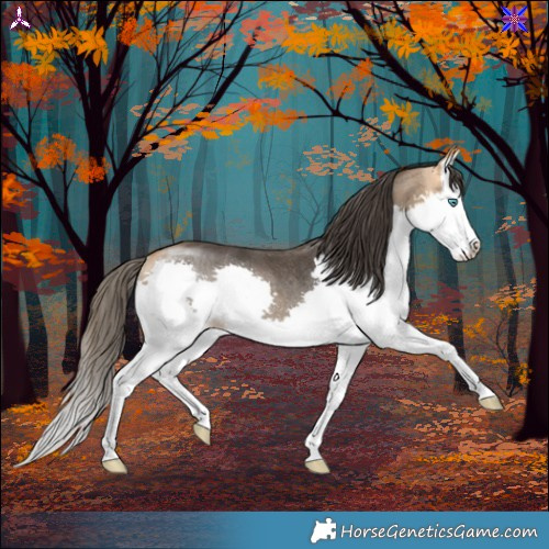 Horse Color:Buckskin Splash Rabicano 