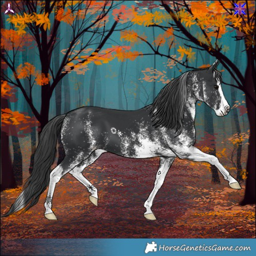 Horse Color:White Spotted Black Splash 