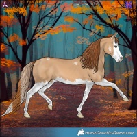 Horse Color:Red Dun Splash 