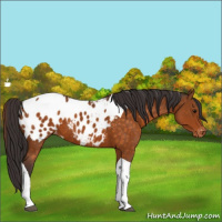 Horse Color:Buckskin Tobiano Appaloosa
