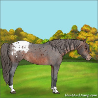 Horse Color:Brown Tobiano Appaloosa Rabicano 
