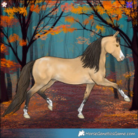 Horse Color:Buckskin Dun 