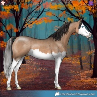 Horse Color:Bay Dun Splash 