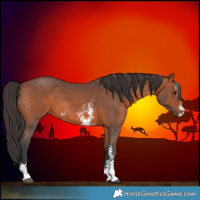 Horse Color:Bay Sabino 