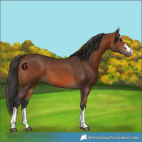 Horse Color:Bay 