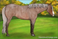 Horse Color:Silver Bay Roan Splash 