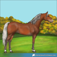 Horse Color:Silver Bay 