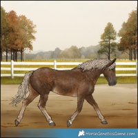 Horse Color:Chocolate Palomino 