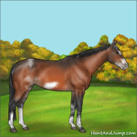 Horse Color:White Spotted Bay Roan Frame 
