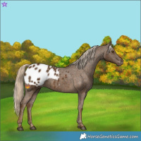 Horse Color:Chocolate Palomino Appaloosa 