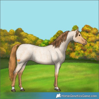 Horse Color:Red Dun Roan 